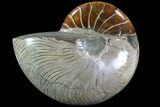 Huge, Polished Nautilus Fossil - Madagascar #81405-1
